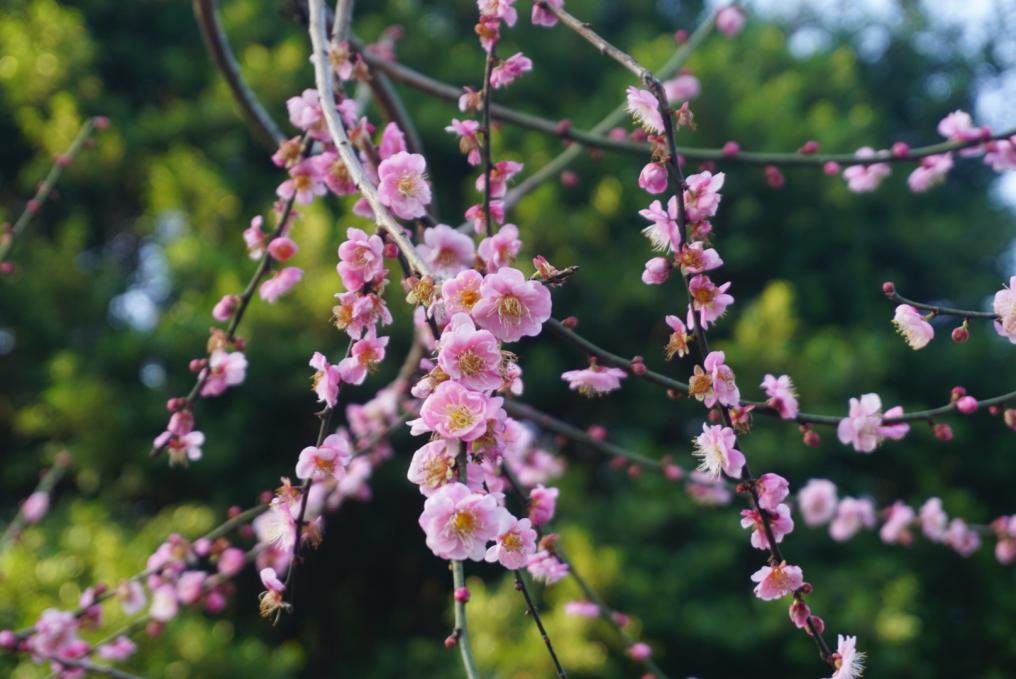 优秀作品之一《陌上花开》